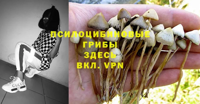 Псилоцибиновые грибы Psilocybe  Менделеевск 